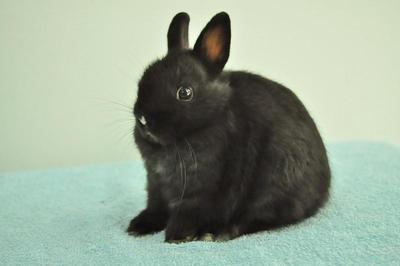 Netherland Dwarf - Black (Wht Spot) - Netherland Dwarf Rabbit