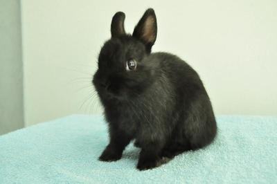 Netherland Dwarf - Solid Black 2 - Netherland Dwarf Rabbit