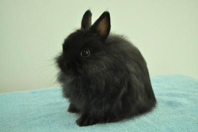 Jersey Wooly - Black - Jersey Wooly Rabbit