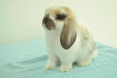 Holland Lop - Broken Tort  3 - Holland Lop Rabbit