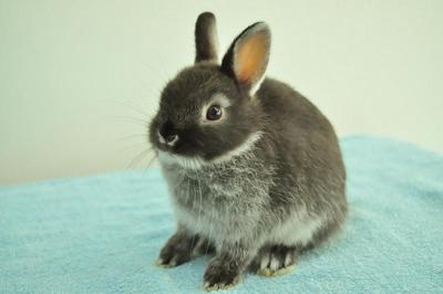 Netherland Dwarf - Sable Marten  3 - Netherland Dwarf Rabbit