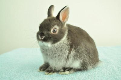 Netherland Dwarf - Sable Marten 5 - Netherland Dwarf Rabbit