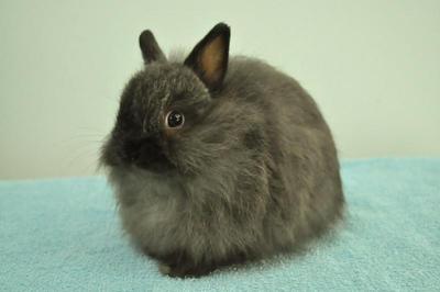 Jersey Wooly - Siamese Sable - Jersey Wooly Rabbit