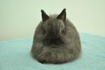 Jersey Wooly - Siamese Sable - Jersey Wooly Rabbit