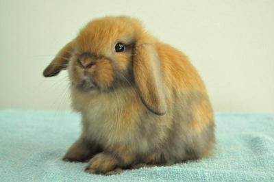 Holland Lop - Tort 11 - Holland Lop Rabbit