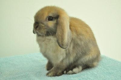 Holland Lop - Tort 12 - Holland Lop Rabbit