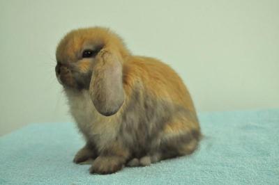 Holland Lop - Tort Doe 13 - Holland Lop Rabbit