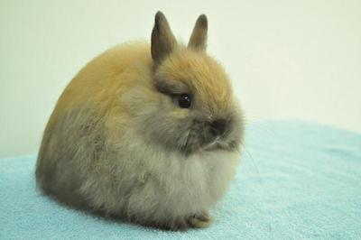 Jersey Wooly - Tort - Jersey Wooly Rabbit