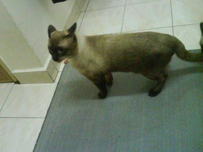 Ninie - Siamese + Domestic Short Hair Cat