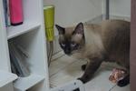 Ninie - Siamese + Domestic Short Hair Cat