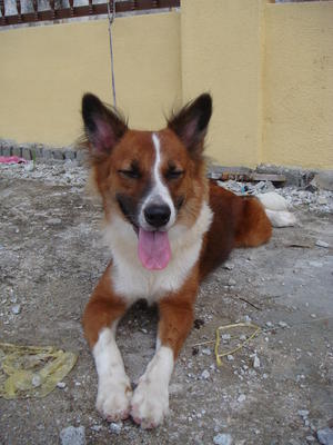 Bibi - Mixed Breed Dog