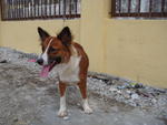 Bibi - Mixed Breed Dog