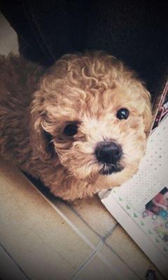 Toy Poodle Male Puppy  - Poodle Dog