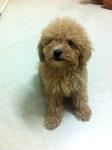 Toy Poodle Male Puppy  - Poodle Dog