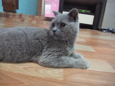 Blue - British Shorthair Cat