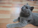 Blue - British Shorthair Cat