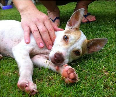 Toto - Terrier Mix Dog