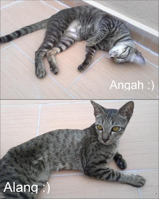 Boboy Twins :) - Domestic Medium Hair + American Shorthair Cat