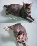 Boboi is their mother ,passed away 1 year ago.