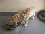 Enjoying a good meal at her foster home