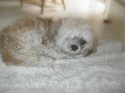 Mimi De Shitzu - Shih Tzu Dog