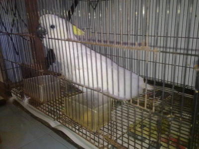 2011 Cb Medium Sulphur Cockatoo - Cockatoo Bird