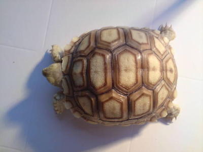 2011 Cb Sulcata Tortoise - Tortoise Reptile