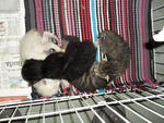 Kittens Litter #2 - Domestic Short Hair Cat