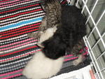 Kittens Litter #2 - Domestic Short Hair Cat