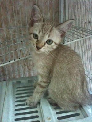 Belang - Domestic Short Hair Cat