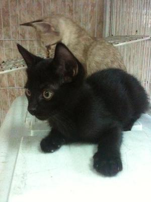 Hitam - Domestic Short Hair Cat