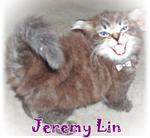 Jeremy Lin - Bengal + Persian Cat