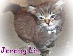 Jeremy Lin - Bengal + Persian Cat