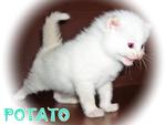 Potato - Ragdoll Cat