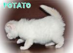 Potato - Ragdoll Cat