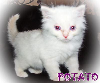 Potato - Ragdoll Cat