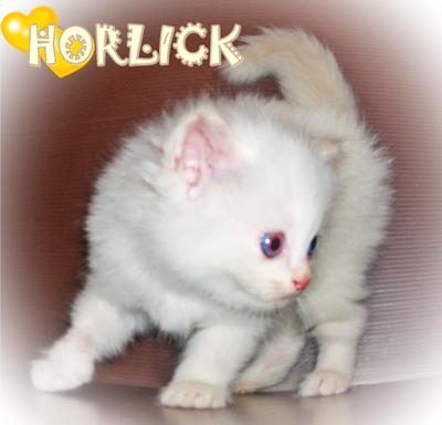 Horlick - Ragdoll Cat