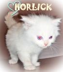 Horlick - Ragdoll Cat