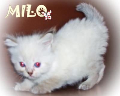 Milo - Ragdoll Cat