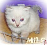 Milo - Ragdoll Cat