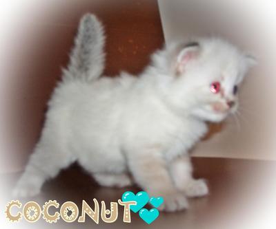 Coconut - Ragdoll Cat