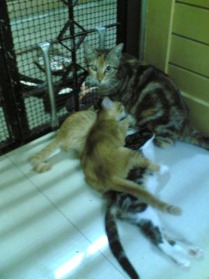 Nyow Nyow(Mommy Cat  &amp; Lily(Kitten) - Domestic Short Hair Cat