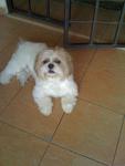 Shaggy - Shih Tzu Dog