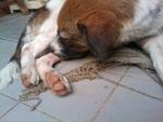 Patches - Mixed Breed Dog