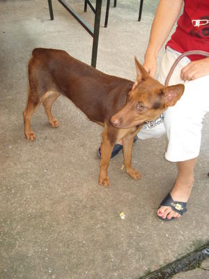 PF29250 - Doberman Pinscher Mix Dog