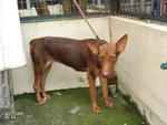 PF29250 - Doberman Pinscher Mix Dog