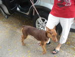 PF29250 - Doberman Pinscher Mix Dog