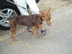 PF29250 - Doberman Pinscher Mix Dog