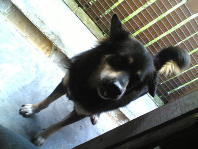 Cujo &amp; Jasmine - Mixed Breed Dog