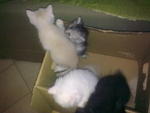 New Kittens - Persian Cat